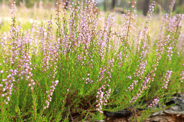  Close up view of Calluna vulgaris or ordinary heather