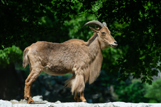 aoudad standing on green background