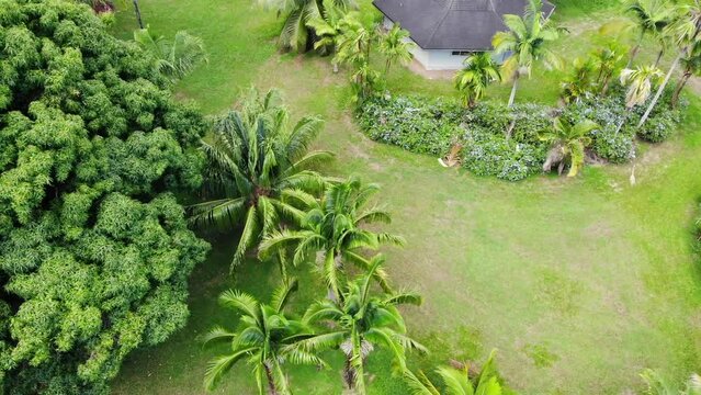 Birds eye view of botanical retreat and jungle off grid home on hawaii island