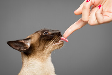 siamese cat portrait in the studio on a grey background licking owners finger