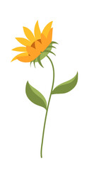 Fototapeta na wymiar A Stem of Sunflower