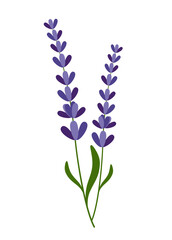 Obraz premium Purple Lavender Flowers