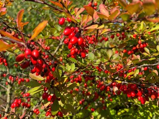 Red rowan berries on an ash branch amidst green foliage