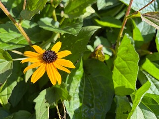 Vibrant yellow flower with a contrasting black center and lush green leaves