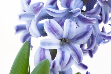 Violet hyacinth plant, close-up. Blooming hyacinth spring flowers for publication, poster, calendar, post, screensaver, wallpaper, banner, cover. High quality photo