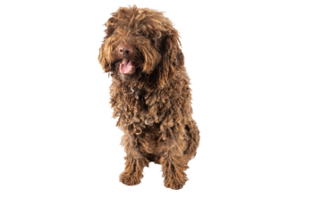 Portrait of a funny Turkish Andalusian dog on a transparent background