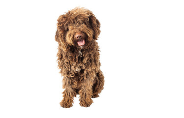 Stylish Turkish Andalusian dog with curly hair on a transparent background