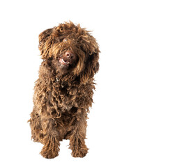 curly-haired Turkish Andalusian dog on a transparent background