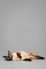siamese cat portrait in the studio on a grey background lying on the floor