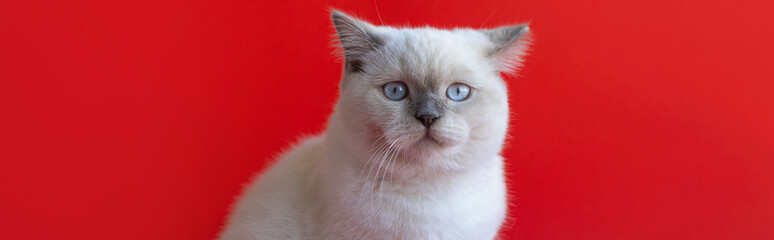 Scared white scottish shorthair kitten portrait on a red background.