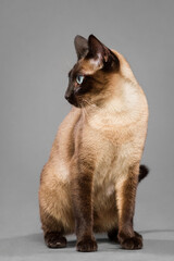 siamese cat portrait in the studio on a grey background sitting looking to the side