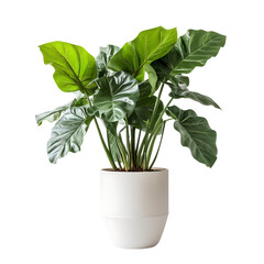 Big Leaf Potted Plant Isolated on Transparent or White Background, PNG
