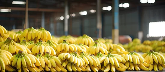 Foto op Canvas Ready to export green bananas at the factory With copyspace for text © 2rogan