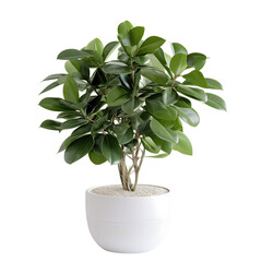  Ficus Houseplant Isolated on Transparent or White Background, PNG