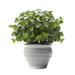 Lotto Plant in a White Pot - Isolated on Transparent or White Background, PNG