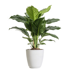 Single Potted Big Houseplant Interior Front View Isolated on Transparent or White Background, PNG