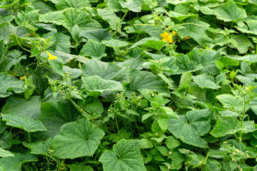 A bed with planted cucumbers in the garden.