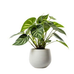 Indoor Plant in the Pot Isolated on Transparent or White Background, PNG