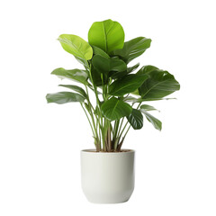 Single Potted Big Houseplant Interior Front View Isolated on Transparent or White Background, PNG - obrazy, fototapety, plakaty