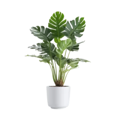 Foto op Canvas Single Potted Big Houseplant - Interior Front View Isolated on Transparent or White Background, PNG © Bob