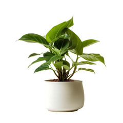 Plant in Flowerpot Isolated on Transparent or White Background, PNG