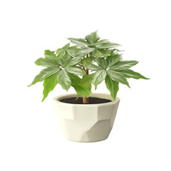 Cute Mini Fatsia Japonica Plant in a Pot Isolated on Transparent or White Background, PNG