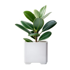 Front View of Rubber Plant Ficus Elastica Isolated on Transparent or White Background, PNG