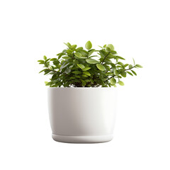 Blank Garden Plant Pot Isolated on Transparent or White Background, PNG