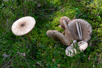 A tall umbrella mushroom growing on the grass in a natural forest environment outdoors.