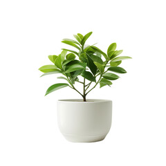 Flowerpot with Plant Isolated on Transparent or White Background, PNG