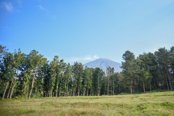 Fototapeta na wymiar Mount Slamet seen from the Limpakuwus forest, Banyumas Regency, Indonesia