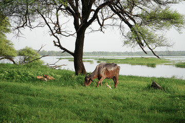 cows in the field
