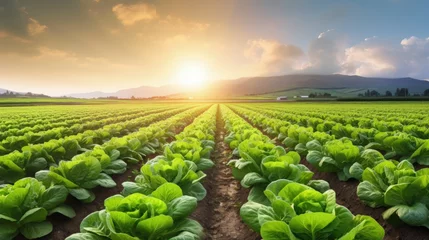 Foto op Canvas Cultivated field of lettuce growing in rows along the contour line in sunset at Kent, Washington State, USA. Agricultural composition. Panoramic style. © HN Works