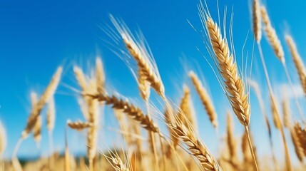 Fototapeta premium Close-up of golden yellow spikelets against a blue sky, a lovely scenic background for design, décor, postcards, or natural concepts.