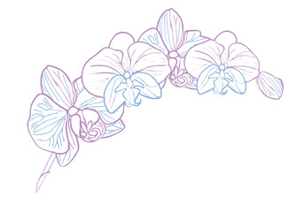 Orchid tropical flower branch. Vector line art hand drawn illustration for design of card or invite, logo, coloring page
