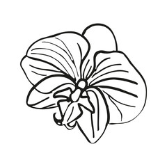 Orchid tropical flower head. Vector line art hand drawn illustration for design of card or invite, logo, coloring page