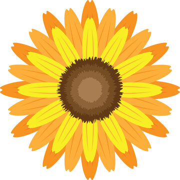 Sunflower vector image or clip art.
