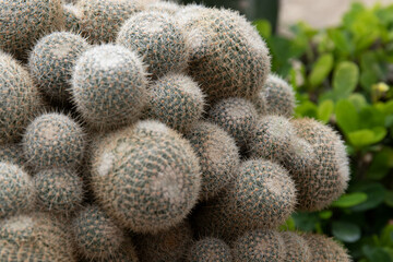 Close up Texture and Pattern of Cactus plant