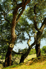 Tomba dei Giganti Su Monte 'e S'Abe. Olbia. Sardegna. Italy