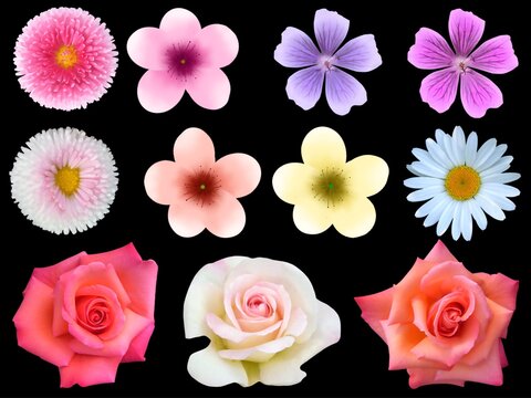 verschiedene Blumenmuster, Die Muster sind in verschiedenen Farben und Gr&ouml;&szlig;en dargestellt und zeigen eine Vielzahl von Blumenarten.
