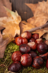 dry leaves together with chestnuts fallen from the trees on moss and wood background