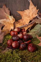 dry leaves together with chestnuts fallen from the trees on moss and wood background