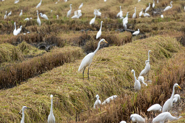 It's the end of the year and it's time for farmers to harvest rice. There will be a large flock of egrets. They came to find food in the rice fields, which were left with only stubble.