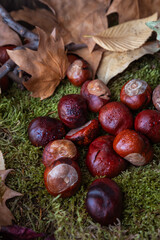 dry leaves together with chestnuts fallen from the trees on moss and wood background