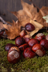 dry leaves together with chestnuts fallen from the trees on moss and wood background