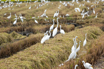 Fototapeta na wymiar It's the end of the year and it's time for farmers to harvest rice. There will be a large flock of egrets. They came to find food in the rice fields, which were left with only stubble.