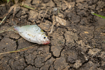 small white carp Lying on the floor without water Breathing heavily because the soil is dry and there is no life-giving liquid. Help people save water during difficult times.