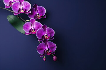 Fototapeta premium orchids with solid color background and epmty copy Space