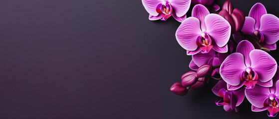 Fototapeta na wymiar orchids with solid color background and epmty copy Space