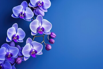 orchids with solid color background and epmty copy Space